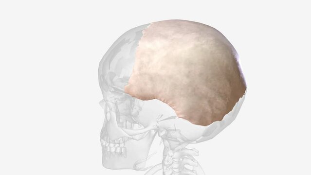 The parietal bones are two bones in the skull which, when joined at a fibrous joint, form the sides and roof of the cranium