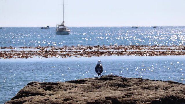 a seagull overlooking the Ocean sitting on a rock