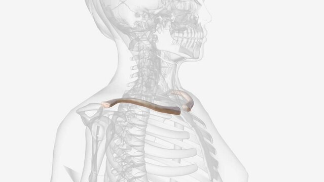 The clavicle is located between the ribcage (sternum) and the shoulder blade (scapula)