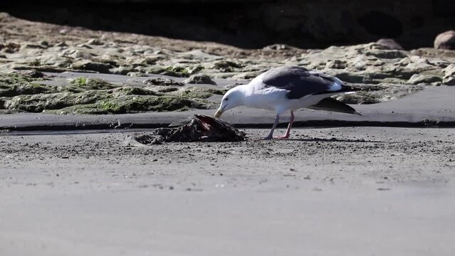 a bird eating a fish Caracas