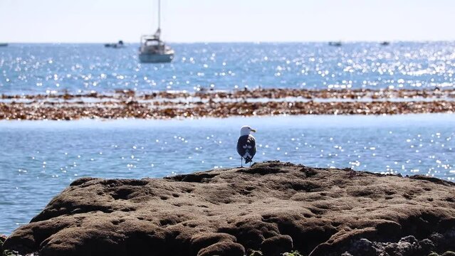 a bird overlooking the Ocean