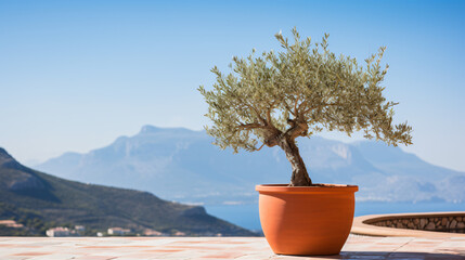 Obraz na płótnie Canvas Olive tree in terra cotta clay pot
