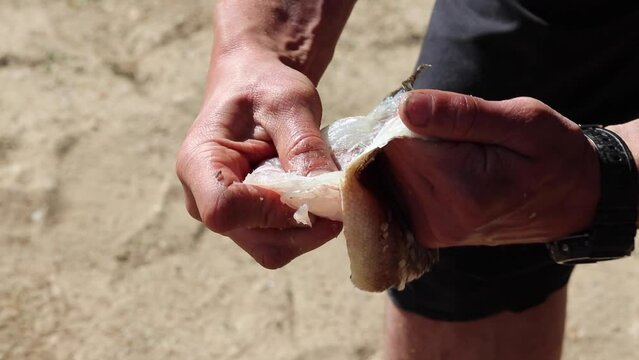 Pulling fish apart with bare hands