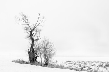 Kahler Baum im Winter - Nebel