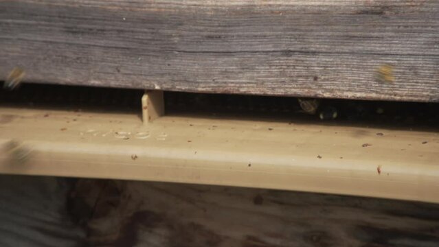 ABEILLE QUI RENTRES DANS UNE RUCHE