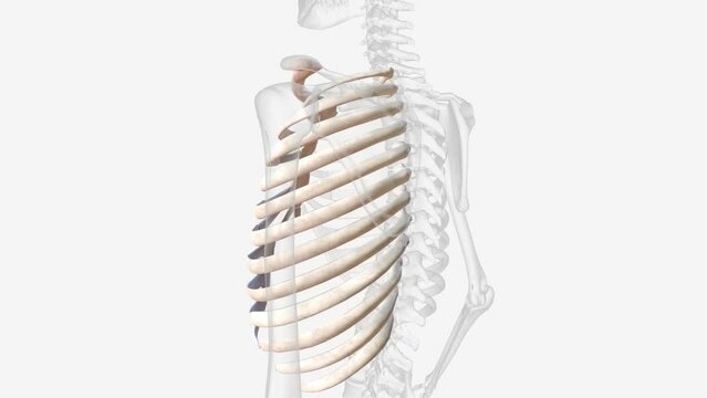 The thoracic cage is a bony case consisting of ribs and sternum which encases vital organs like the lungs .