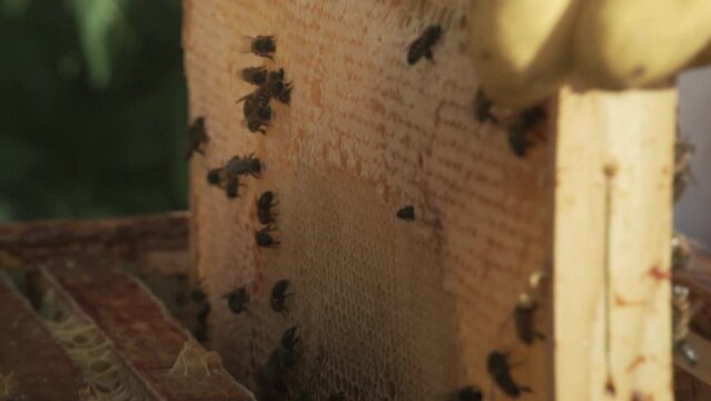 RUCHE ABEILLE MIEL