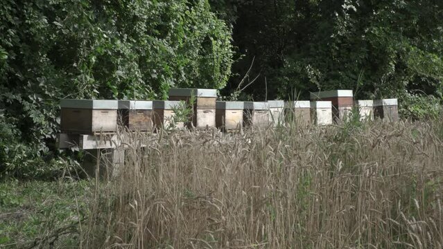 RUCHES CAMPAGNE