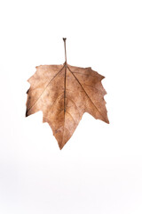 brown maple leaf isolated on white