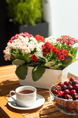 Obraz na płótnie Canvas Cherries in a large glass bowl on a wooden table. Next to a cup of tea and kalanchoe flowers in a white planter. Sunny summer day on the balcony