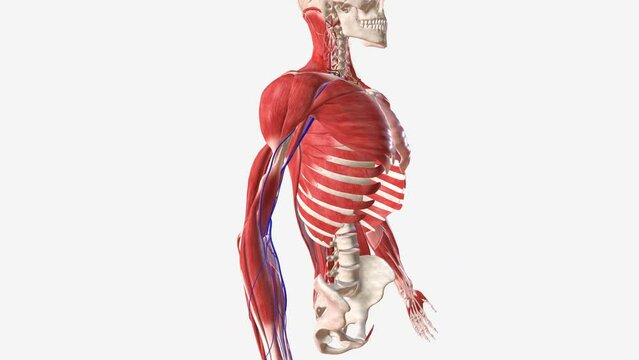 the cephalic vein is a superficial vein in the arm .