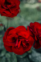 Fresh red burgundy roses growing in the garden. Close up details of petals. Flowering and blooming in nature