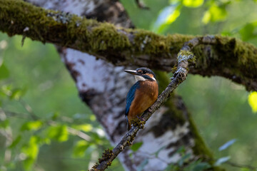Eisvogel