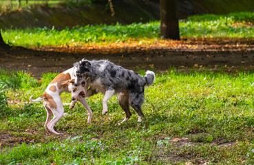 Two happy and funny dogs playing and exercising on the grass of a designated area for animals in a public park