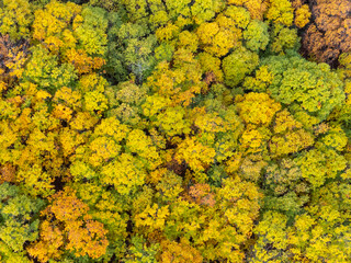Fascinating aerial view of beautiful colorful autumn forest in low clouds at sunrise. Top view of orange and green trees in fall. View from above of woods. Nature background. Multicolored leaves