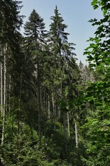 Obraz premium Fir trees in the untouched Black Forest