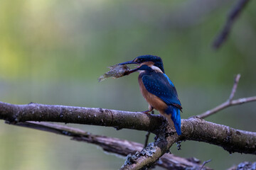 Eisvogel mit Fisch
