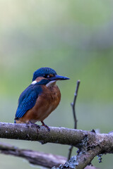 Eisvogel