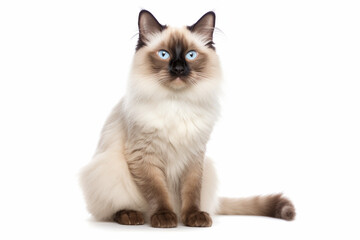 Portrait of Balinese cat on white background