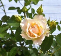 single cream rose