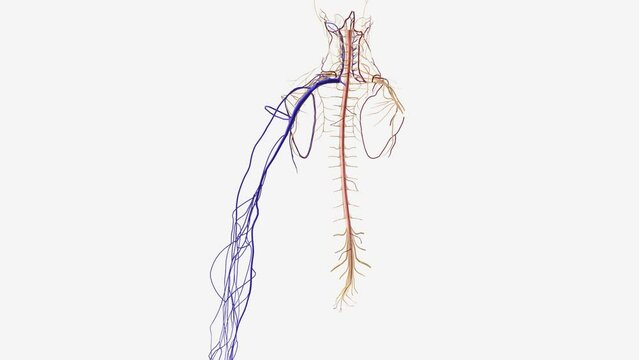 the cephalic vein is a superficial vein in the arm .