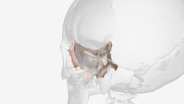 The sphenoid is just one of the twenty-two bones that form the skull and essentially helps to connect the neurocranium to the facial skeleton