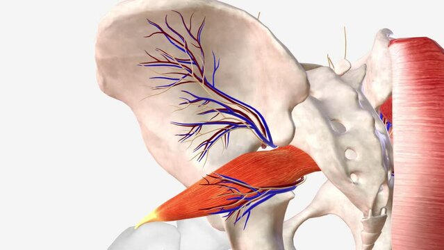 The piriformis muscle is a flat, pyramidally-shaped muscle in the gluteal region of the lower limbs .
