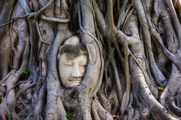 Buddha head tangled in roots - 625913632