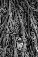 Buddha head tangled in roots - 625913657