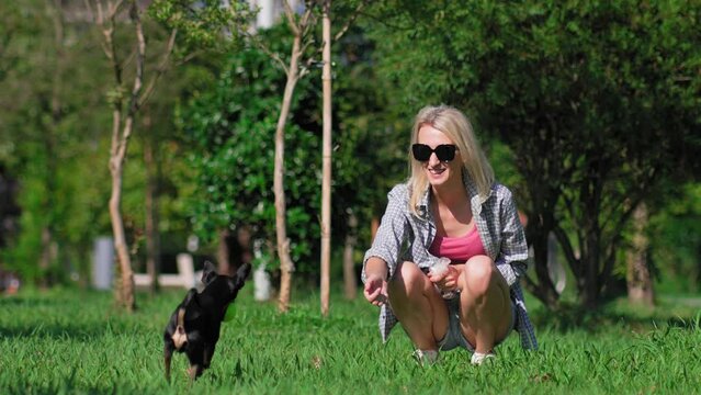 Blonde girl plays with her toy terrier dog in park, she throws ball and dog runs to camera, then he brings ball back. Friendship between dog and man. Affection and tenderness. Child free,