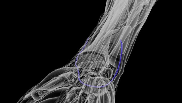 The dorsal venous arch of the foot is a superficial vein that connects the small saphenous vein and the great saphenous vein .