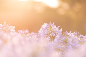 初夏を彩る爽やかなヒガンバナ科のアガパンサスの花