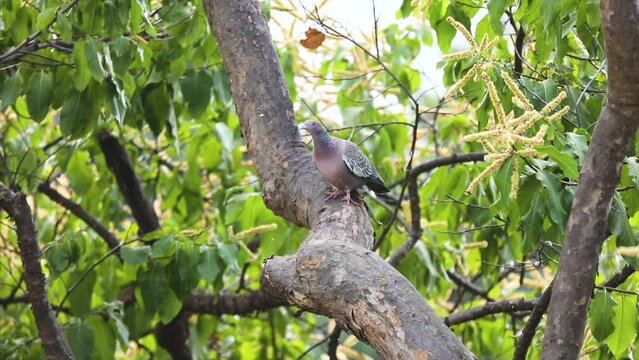 Wild dove known as "pomb&atilde;o" or "asa branca" or "pomba carij&oacute;" (Patagioenas picazuro) in selective focus and closeup.