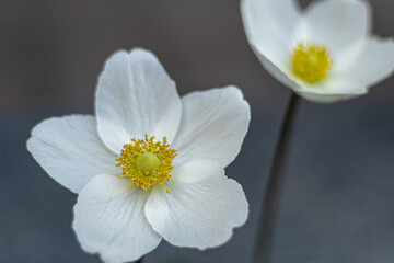 White anemone flower. Delicate bud with a yellow core. Garden flowers. Summer plant in the flowerbed. Poppy anemones Coronaria closeup. Windflower floral petal