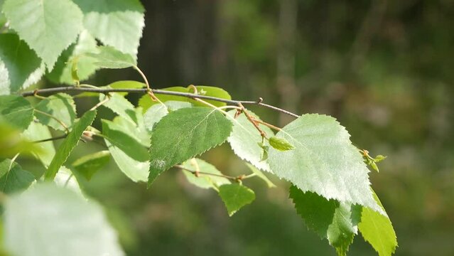 Close-up shot of young birch leaves