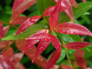 The beauty of red shoots ornamental plant leaves which are useful for absorbing carbon dioxide and...