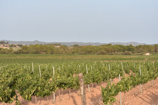 Vi&ntilde;edos en campos del Baix Pened&egrave;s