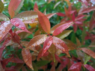 The beauty of red shoots ornamental plant leaves which are useful for absorbing carbon dioxide and reducing air pollution