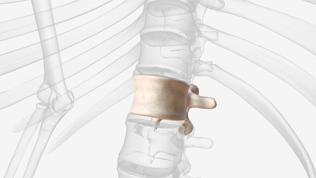 The scapula or shoulder blade is the bone that connects the clavicle to the humerus