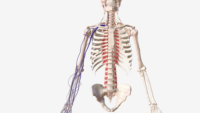 The cephalic vein, along with the basilic vein, is one of the primary superficial veins that drain the upper limb .
