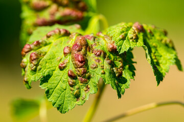 Johannisbeerblasenlaus
Cryptomyzus ribis (L.)