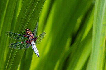 Dragonfly on leave green background