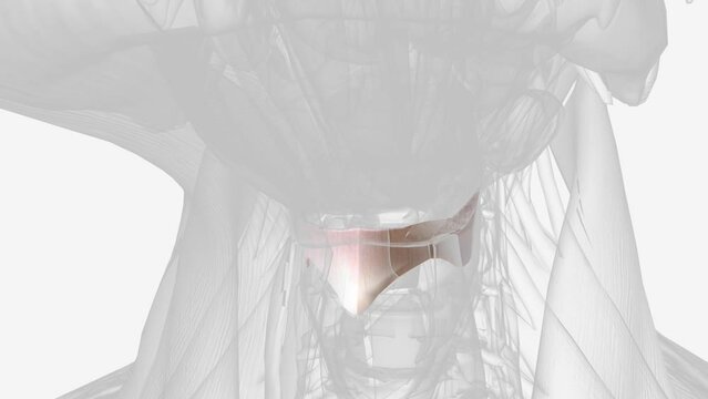 The thyrohyoid membrane (or hyothyroid membrane) is a broad, fibro-elastic sheet of the larynx