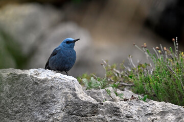 Blue rock thrush, male // Blaumerle (Monticola solitarius), Männchen - Peloponnese, Greece