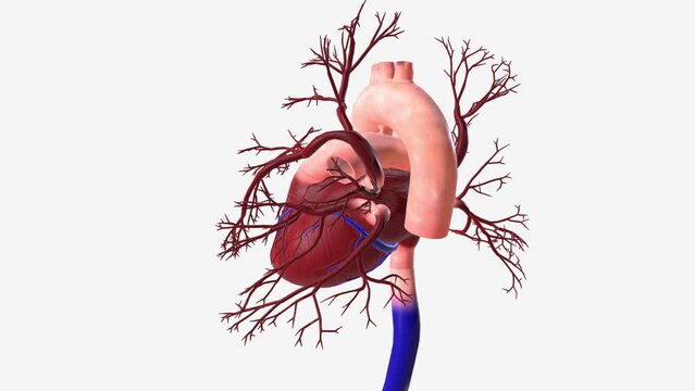 The lung veins sometimes referred to as the pulmonary veins, are blood vessels that transfer freshly oxygenated blood from the lungs to the left atria of the heart .