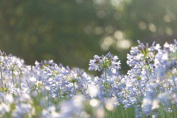 初夏を彩る爽やかなヒガンバナ科のアガパンサスの花