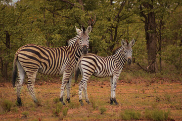 Fototapeta na wymiar Burchell zebra mother and foal 