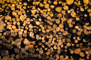 Woodpile - sunset highlights and shadows