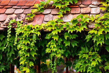 Ivy shoots with bright green leaves overgrowing an old house facade with red clay roof tiles and wooden windows in France. Vintage or fairytale background with colorful foliage of hedera helix.