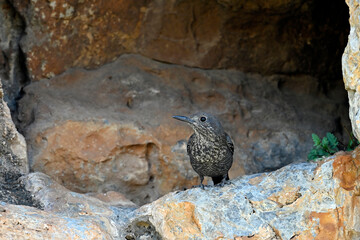 Blue rock thrush, female // Blaumerle (Monticola solitarius), Weibchen - Peloponnese, Greece